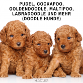Pudel, Cockapoo, Goldendoodle, Maltipoo, Labradoodle und mehr (Doodle Hunde)