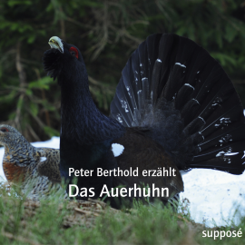 Hörbuch Das Auerhuhn  - Autor Peter Berthold   - gelesen von Peter Berthold
