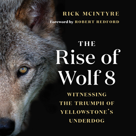 Hörbuch The Rise of Wolf 8 - Witnessing the Triumph of Yellowstone's Underdog - Alpha Wolves of Yellowstone: A Trilogy, Book 1 (Unabridg  - Autor Rick McIntyre   - gelesen von Geoff Sugiyama
