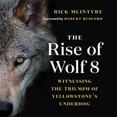 The Rise of Wolf 8 - Witnessing the Triumph of Yellowstone's Underdog - Alpha Wolves of Yellowstone: A Trilogy, Book 1 (Unabridg