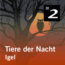 Hörbuch Tiere der Nacht: Igel  - Autor Silke Wolfrum   - gelesen von Gerd Lohmeyer