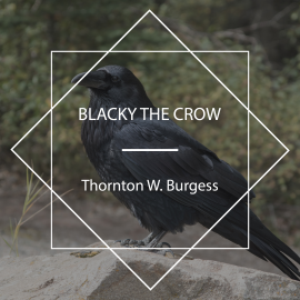 Hörbuch Blacky the Crow  - Autor Thornton W. Burgess   - gelesen von Jude Somers