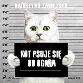 Audiobook Kot psuje się od ogona  - autor Katarzyna Zawojska   - czyta Agnieszka Postrzygacz